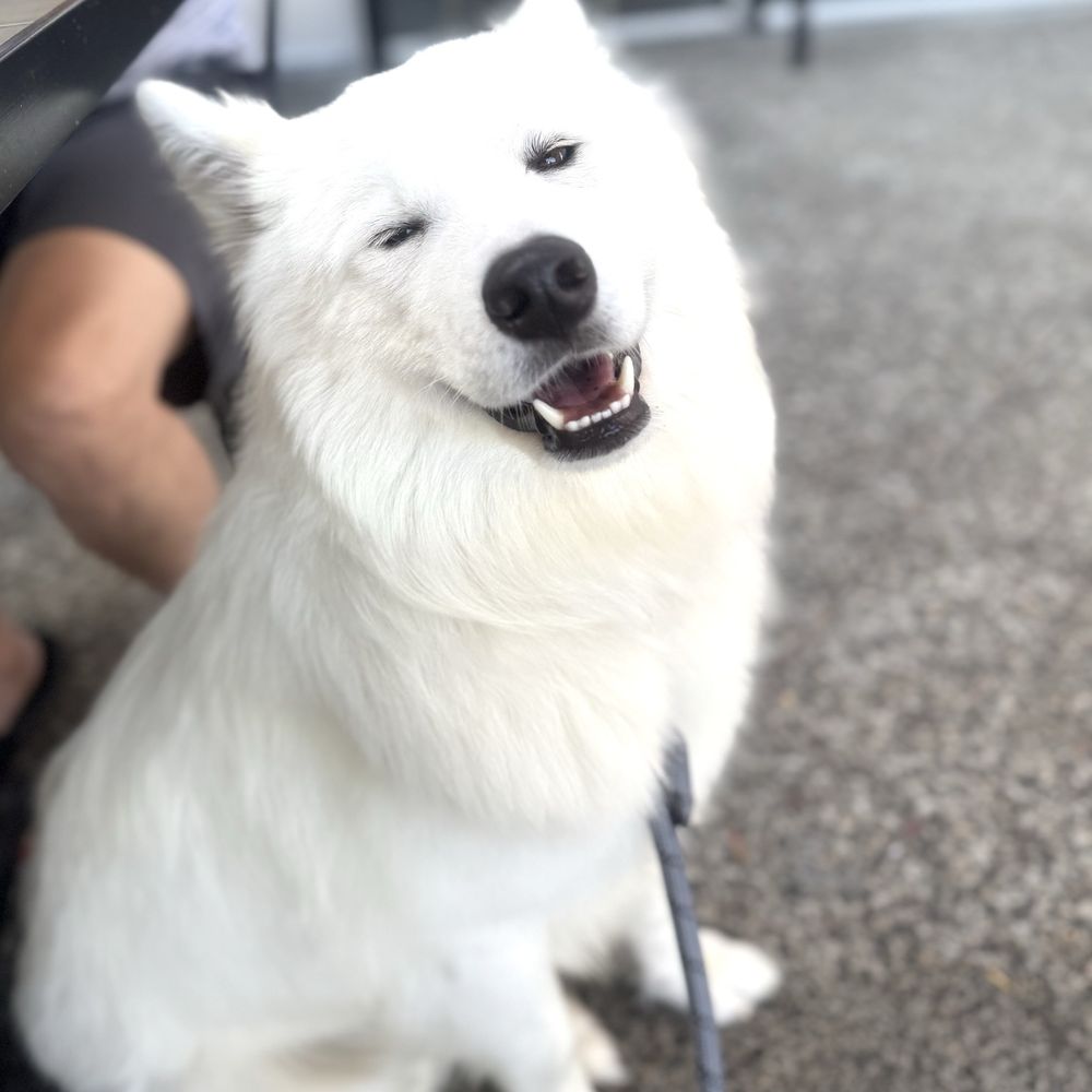 The Brunch House - Coco enjoyed her time here! Thanks so much to the friendly staff and excellent service!! - Breakfast & Brunch Near Me - Temecula, California