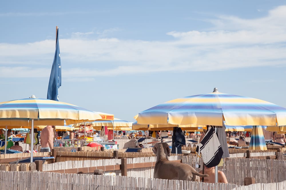 Rimini Dog No Problem - Bagno 81