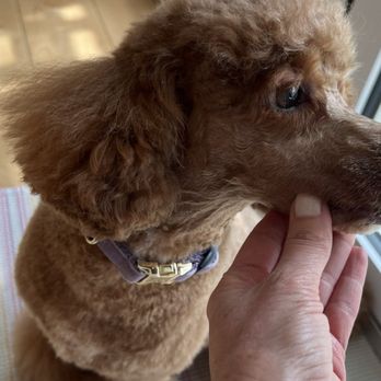 Compassionate Dog - Bad groom - Pet Groomers Near Me - Austin, Texas