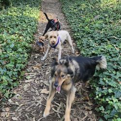 Yippee Skippee Dog Walks