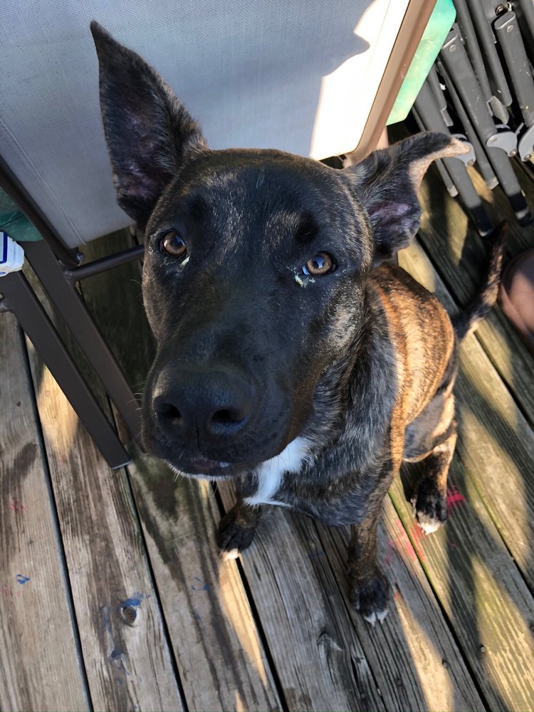 WAGS N WIGGLES Updated September 2024 11 Photos 715 N Bechtle Ave