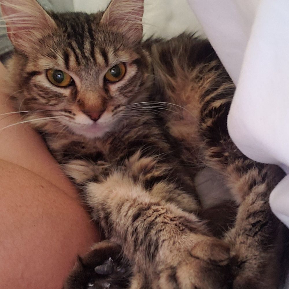 No Kill Shelter Oakland Hills Dr, Fairfield, CA 94534 - Last Updated  January 2026 - Yelp