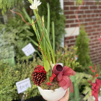 Kingston Road Flower Market - Decorative paper white and amarylis arrangement - Florists Near Me - Toronto, Ontario Kingston Road Flower Market - Decorative paper white and amarylis arrangement - Florists Near Me - Toronto, Ontario