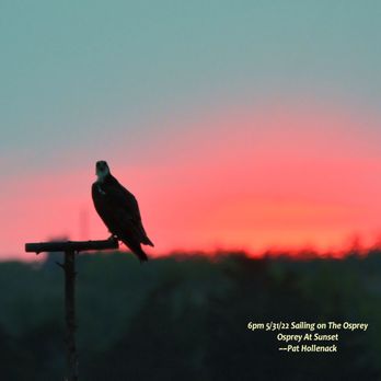Birding By Boat on the Osprey - Osprey in the sunset - Tours Near Me - Cape May, New Jersey Birding By Boat on the Osprey - Osprey in the sunset - Tours Near Me - Cape May, New Jersey