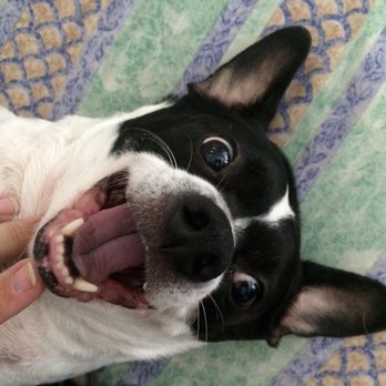 The Debonair Dog - A happy clean fur baby girl - miss mandi - Pet Groomers Near Me The Debonair Dog - A happy clean fur baby girl - miss mandi - Pet Groomers Near Me
