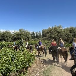 Horse back riding through wine vineyards in Mendoza!