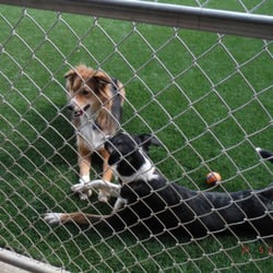 Red Rover Resort - Puppies making friends!