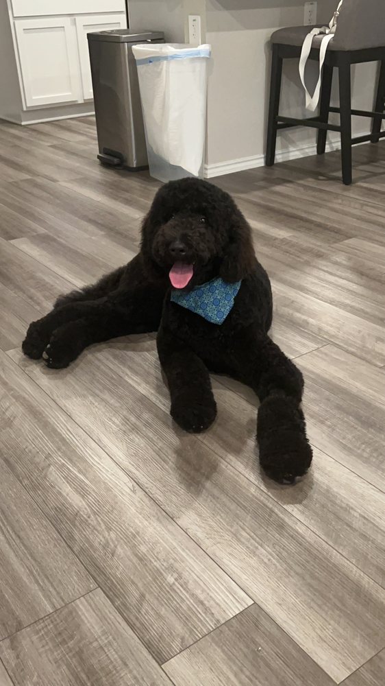 BUSTER’S CLIP N SNIP MOBILE PAW SPA Updated October 2024 Copperas