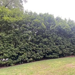 Water Care Solutions - Tea Olive Hedge
