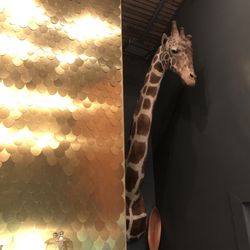 The Herbivore Cannabis Dispensary - They have the coolest giraffe in this place!!!