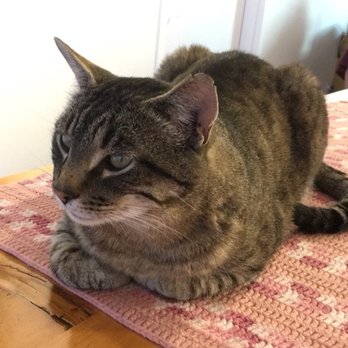 Catfe - Cafes Near Me - Vancouver, British Columbia Catfe - Cafes Near Me - Vancouver, British Columbia