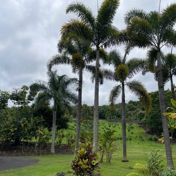 Monarch Coffee Farm - Upper farm - Farms Near Me - Holualoa, Hawaii