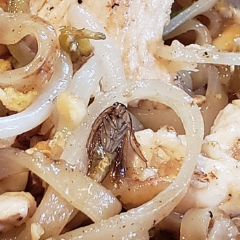 Bambu - Literally found a bug in my food. Do not come here. - Thai Near Me - Washington, DC, District of Columbia