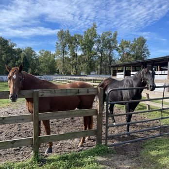 Above And Beyond Equestrian - Horseback Riding Near Me - Orlando, Florida