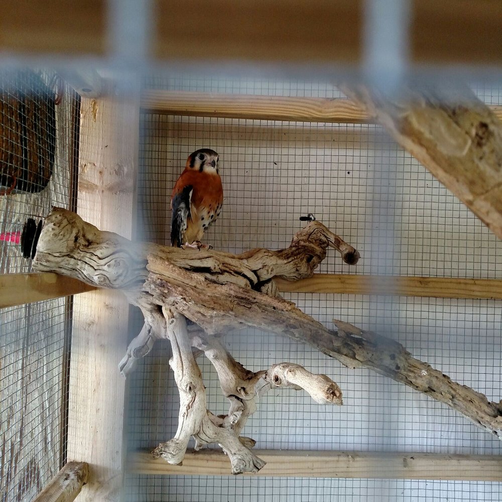 Key West Wildlife Center - Falcon - Community Service/Non-Profit Near Me - Key West, Florida Key West Wildlife Center - Falcon - Community Service/Non-Profit Near Me - Key West, Florida