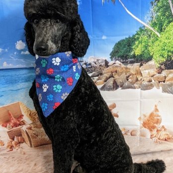 Elevated Pet Grooming - My pups - Pet Groomers Near Me Elevated Pet Grooming - My pups - Pet Groomers Near Me