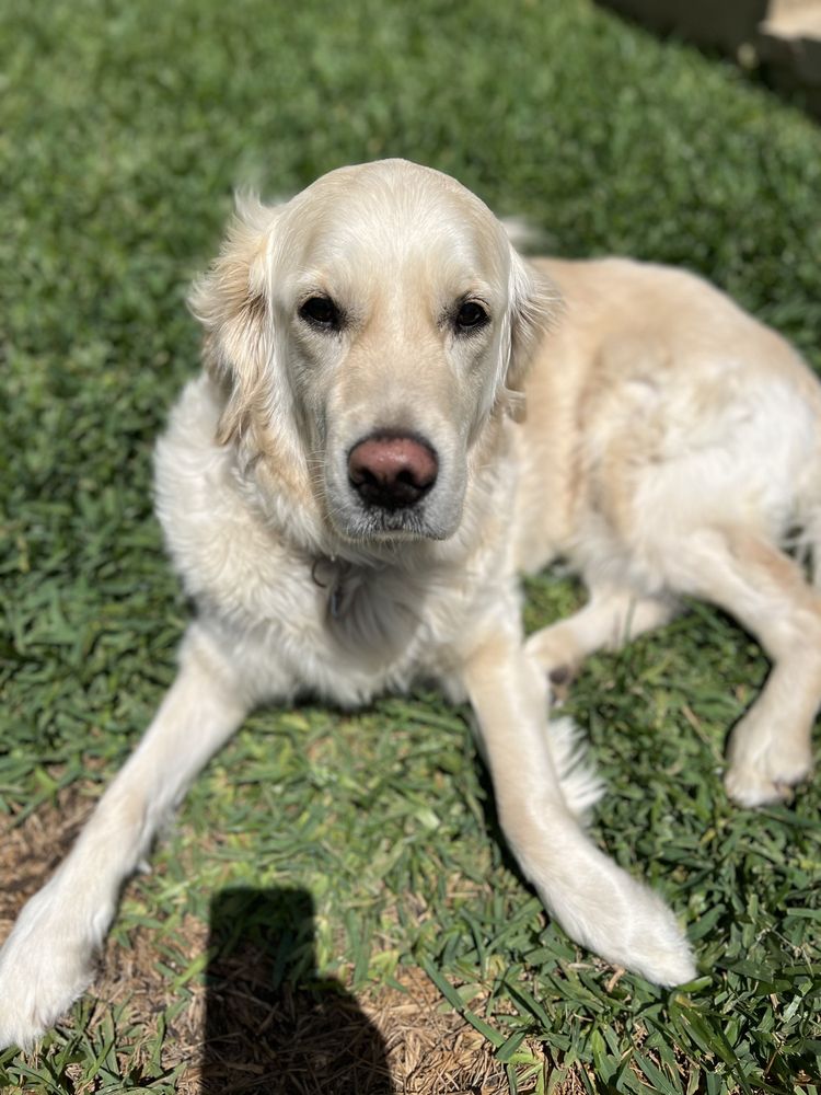 GOLD RIBBON RESCUE Updated August 2024 20 Photos & 19 Reviews