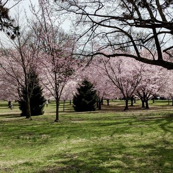 Branch Brook Park - Cherry Blossom - Parks Near Me - Newark, New Jersey