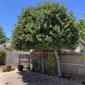 Urban Tree Care - Finished product - Tree Services Near Me Urban Tree Care - Finished product - Tree Services Near Me