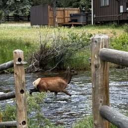 Wildlife