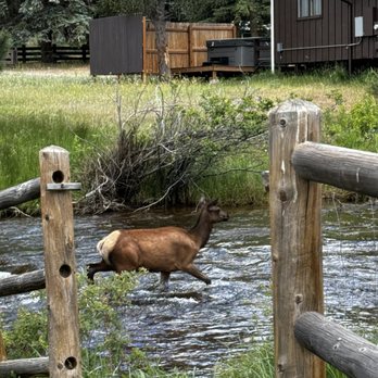 Coffee on the Rocks - On the afternoon we went, there were tons of wildlife hanging around - Coffee & Tea Near Me - Estes Park, Colorado Coffee on the Rocks - On the afternoon we went, there were tons of wildlife hanging around - Coffee & Tea Near Me - Estes Park, Colorado