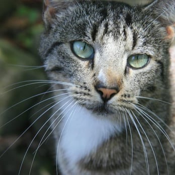 Dog's Best Friend - Cat sitter, pet sitter, Santa Barbara - Dog Walkers Near Me Dog's Best Friend - Cat sitter, pet sitter, Santa Barbara - Dog Walkers Near Me