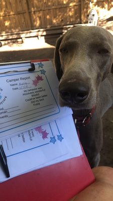 camp marlin doggie daycare