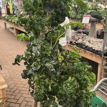 Hicks Nurseries - Wild coffee aralia we've be looking for - Nurseries & Gardening Near Me - Westbury, New York