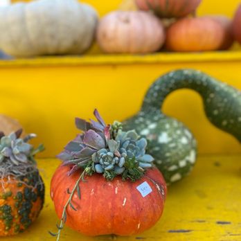 Post Street Farm - Pumpkin Patches Near Me - Santa Cruz, California