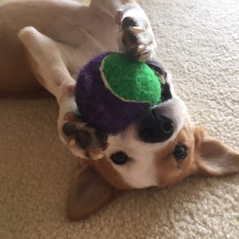 Petco - This ball is only $0.99! Durable and he loves it! - Pet Stores Near Me - Pearl City, Hawaii