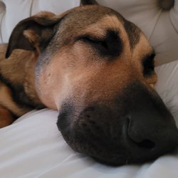 Crank’s Custom Canines