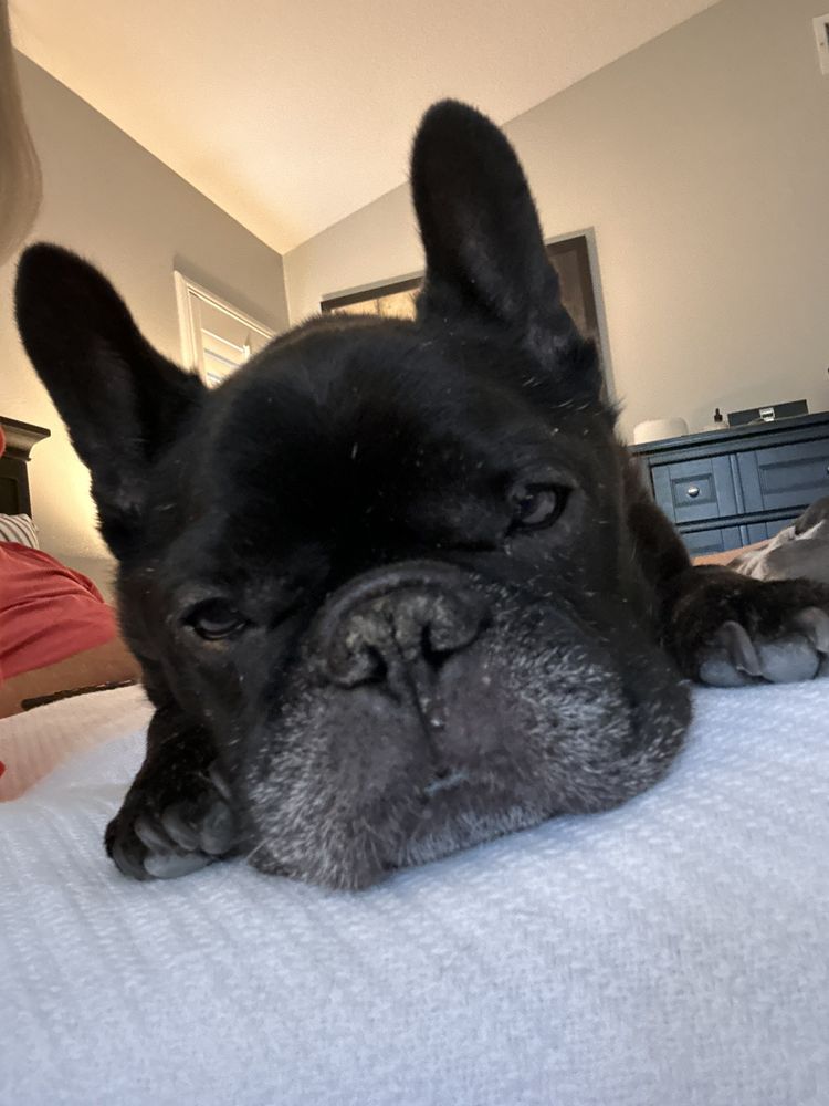 VETERINARY SPECIALTY AND EMERGENCY CENTER OF THOUSAND OAKS Updated