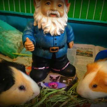 Sit Stay Pet Sitting - The sit stay gnome made an appearance! - Pet Sitting Near Me Sit Stay Pet Sitting - The sit stay gnome made an appearance! - Pet Sitting Near Me