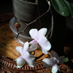 Essence of Acupuncture