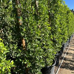 Feregrino & Sons Nursery