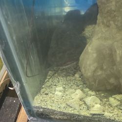 Skoolz of Fish