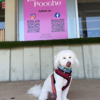 Le Pooche Pet Spa - Happy pup! - Pet Groomers Near Me - San Diego, California Le Pooche Pet Spa - Happy pup! - Pet Groomers Near Me - San Diego, California
