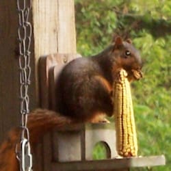 The Gathering Place - Our squirrels are well fed and love living at the B&B