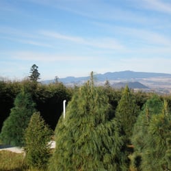 Bosque de los Árboles de Navidad