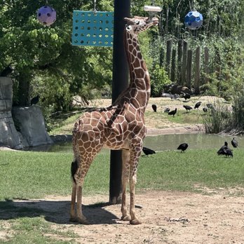 Cameron Park - The baby was out today! - Parks Near Me - Waco, Texas