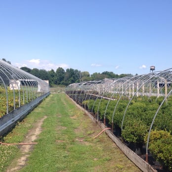 Wanczyk Evergreen Nursery - Nurseries & Gardening Near Me - Hadley, Massachusetts Wanczyk Evergreen Nursery - Nurseries & Gardening Near Me - Hadley, Massachusetts