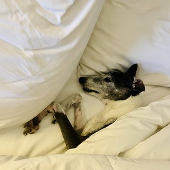 Quality Inn Temecula Valley Wine Country - Bed was so comfy so Carina took over my bed... - Hotels Near Me - Temecula, California Quality Inn Temecula Valley Wine Country - Bed was so comfy so Carina took over my bed... - Hotels Near Me - Temecula, California