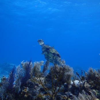 Scuba Outfitters - Key Largo - Scuba Diving Near Me - Naples, Florida Scuba Outfitters - Key Largo - Scuba Diving Near Me - Naples, Florida