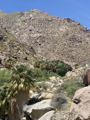 Borrego Palm Canyon Nature Trail by null