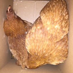 Sing Lee Seafood & Poultry Market