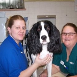 vca anderson sheridan