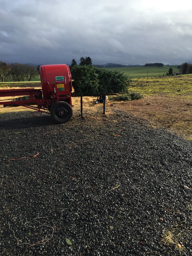 HIATT CHRISTMAS TREES Updated August 2024 13318 Triumph Rd