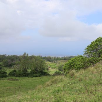 4D Quarter Horses - Horseback Riding Near Me - Kailua-Kona, Hawaii