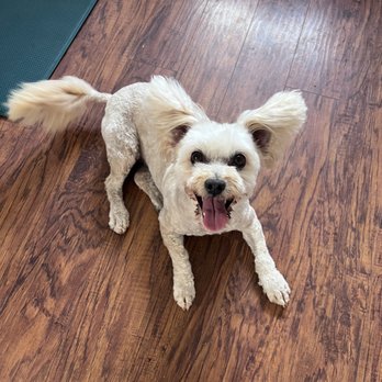 Doggystyle Mobile Grooming - Chibi got a clipper cut - Pet Groomers Near Me Doggystyle Mobile Grooming - Chibi got a clipper cut - Pet Groomers Near Me
