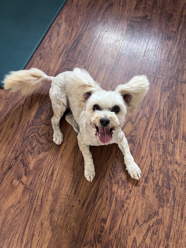 DOGGYSTYLE MOBILE GROOMING 75 Photos & 51 Reviews Guadalupe, California Pet Groomers